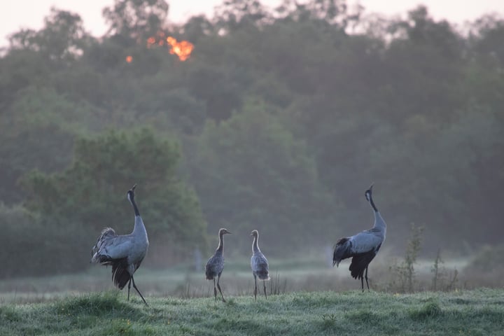 Bekijk foto 33 van Horstlaan 6