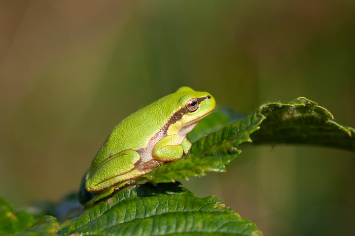 Bekijk foto 35 van Horstlaan 6