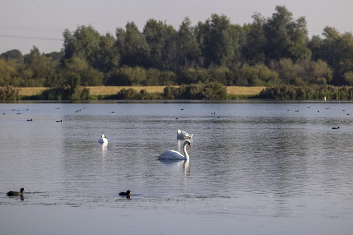 Bekijk foto 4 van Kuifduiker (Bouwnr. 45)