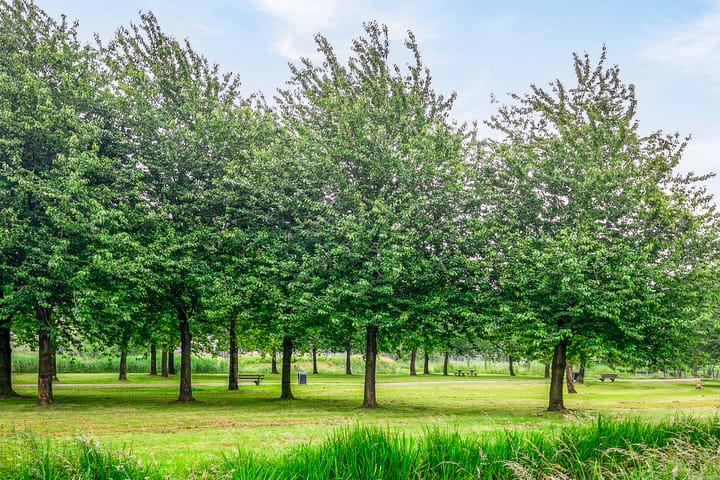 Foto 28 van Cubalaan 68