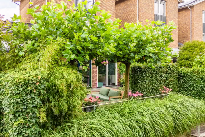 Foto 23 van César Domelahof 21