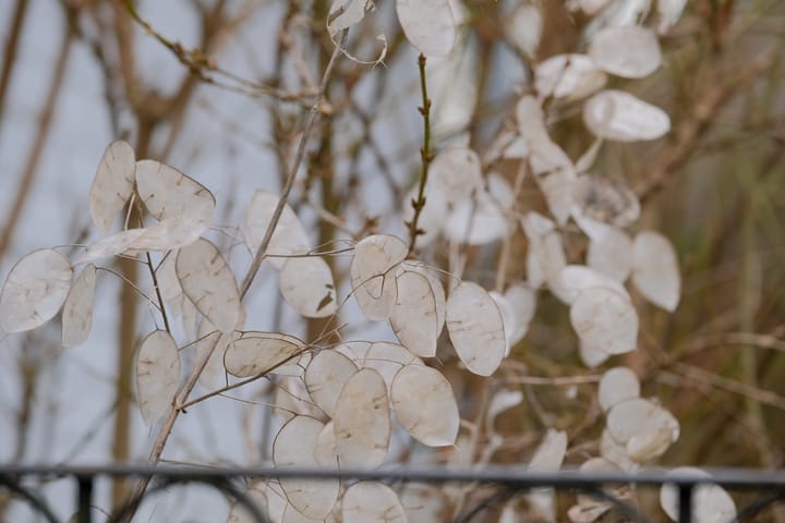 Foto 25 van Deldensestraat 155