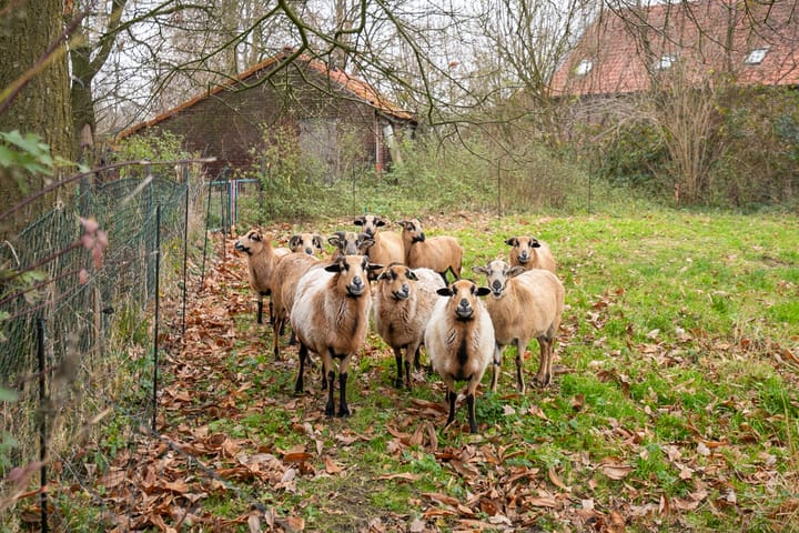 Foto 31 van Paarloweg 8