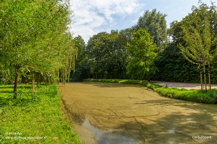 Bekijk foto 35 van van de Wateringelaan 98