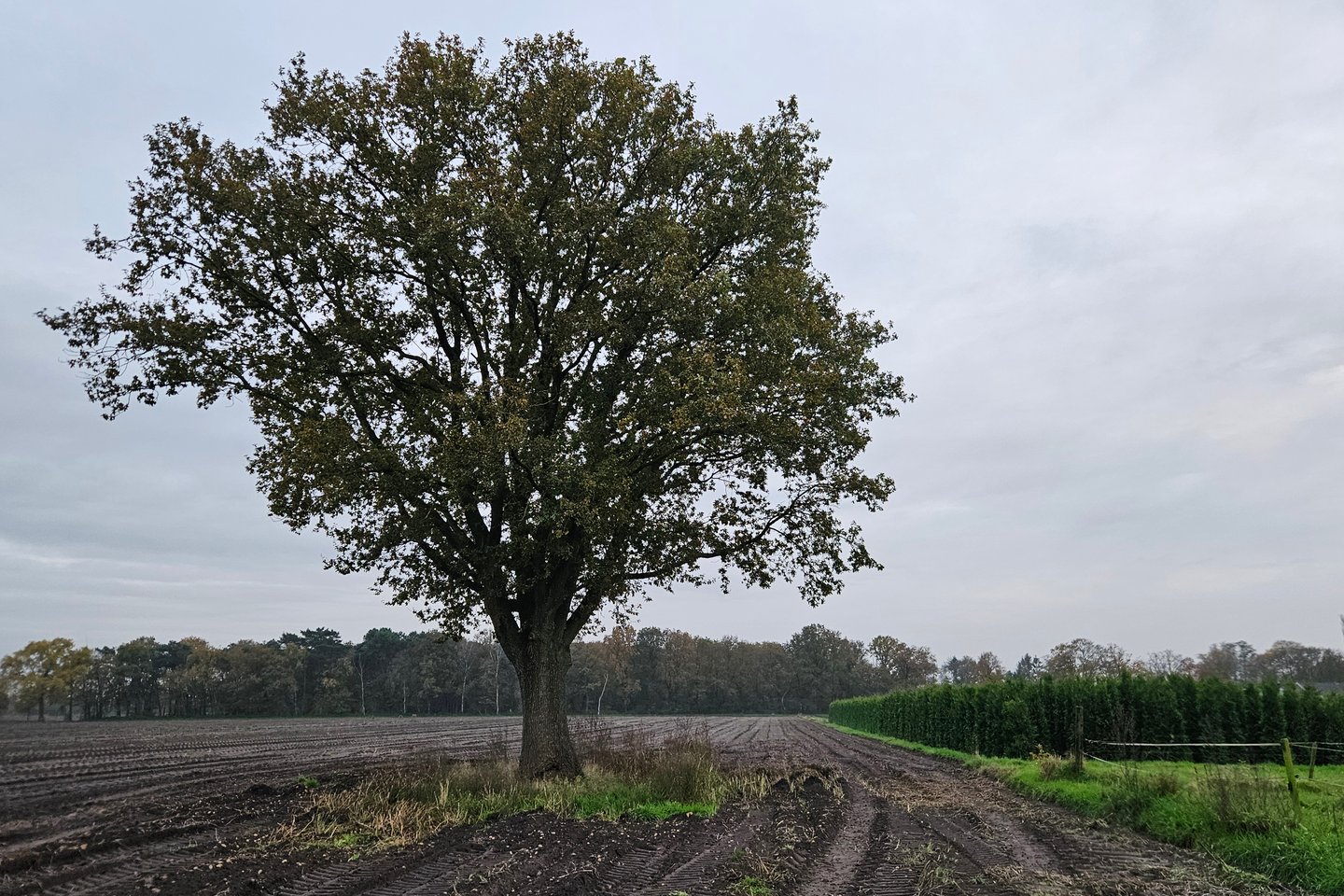 Bekijk foto 4 van Hildsven