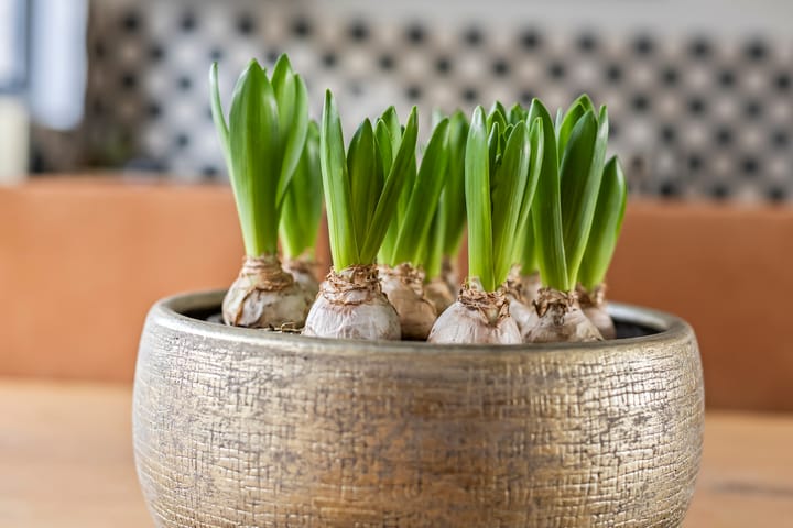 Photo 12 of Juliana van Stolbergstraat 99