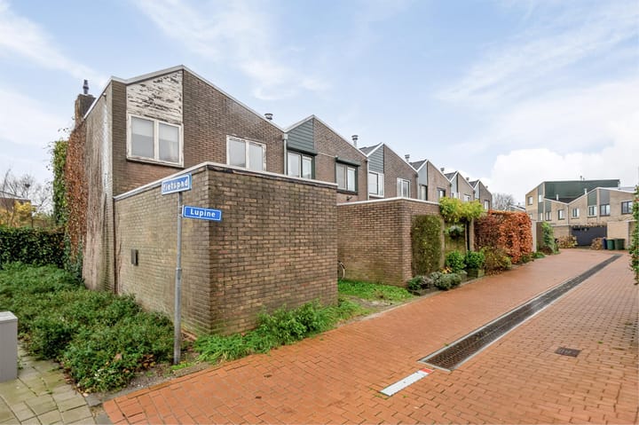 Foto 29 van Lupine 1