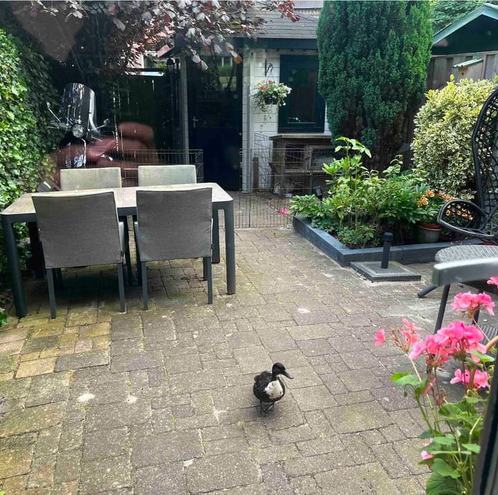 Foto 32 van Schouw 89