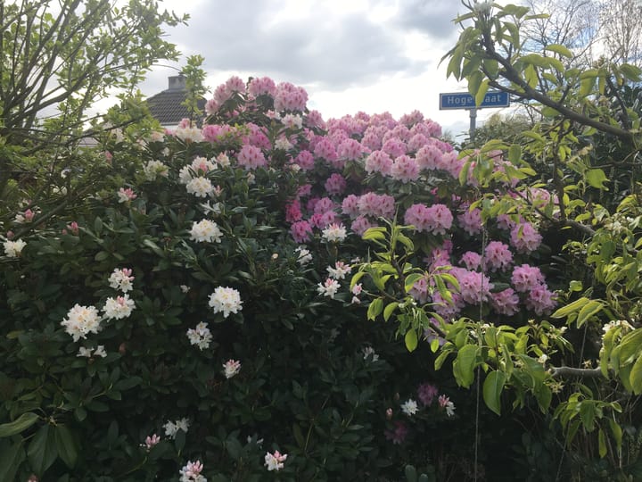 Foto 50 van Hoge Maat 4