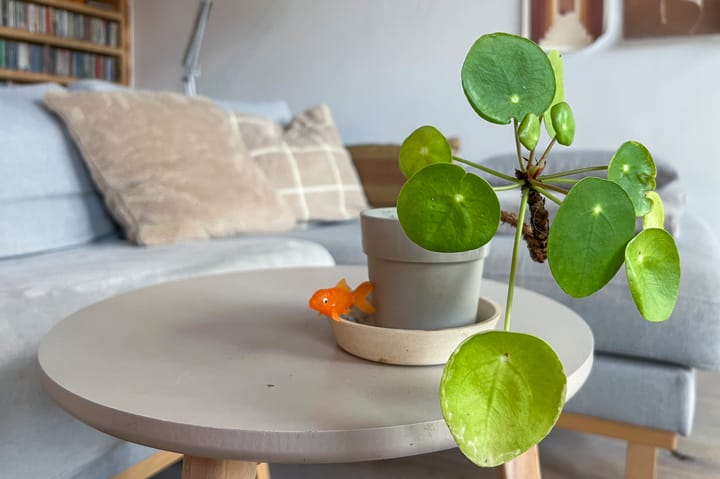 Foto 13 van Hoogeweg 46