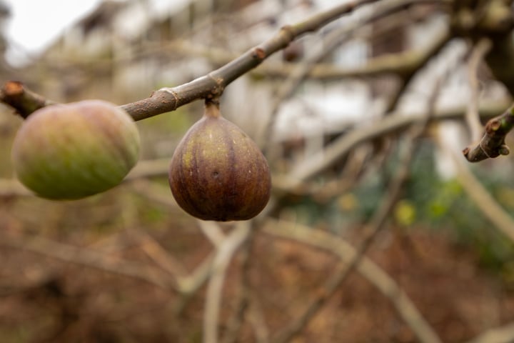 Bekijk foto 46 van Bergweg 241-B