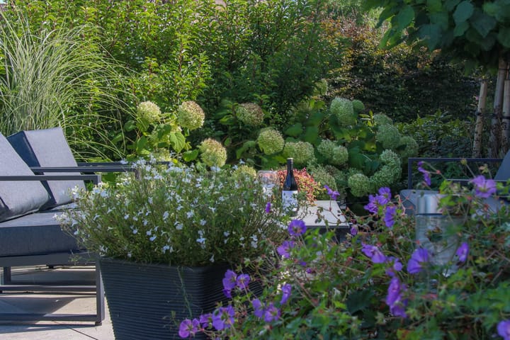 Foto 49 van Sterappel 18