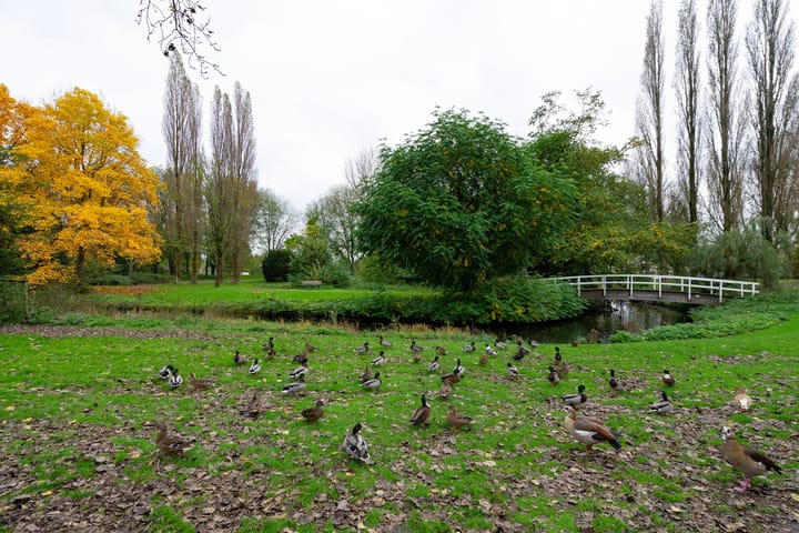 Foto 34 van Korenbloemstraat 3