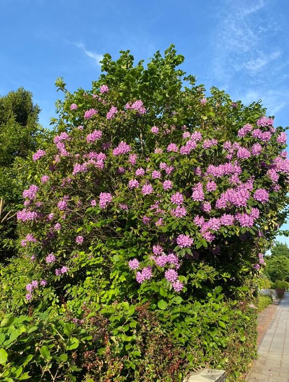 Foto 28 van Kakertsweg 54