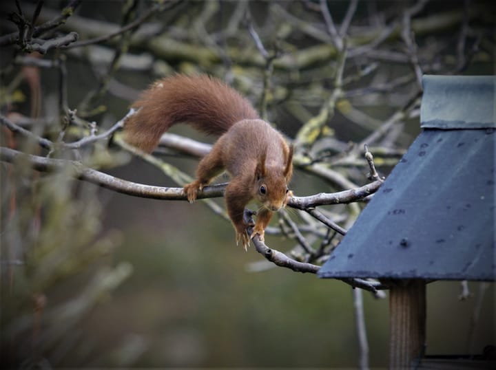 Foto 35 van Wilack 251