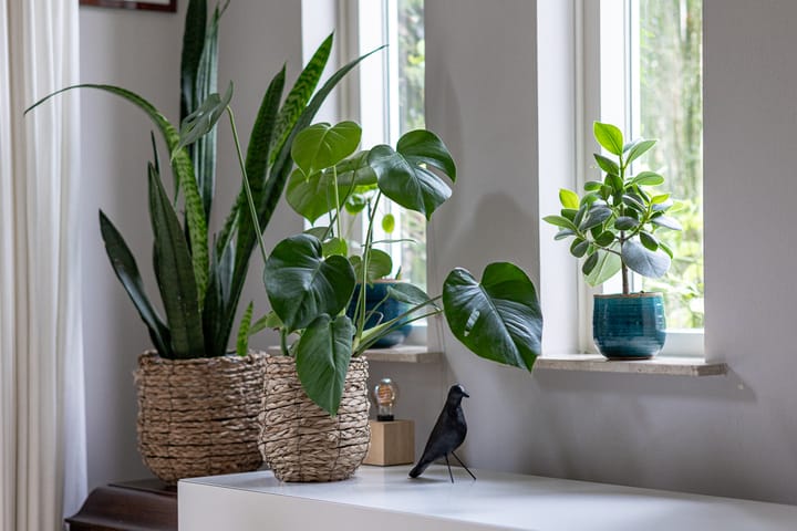 Foto 6 van Krentelaar 2