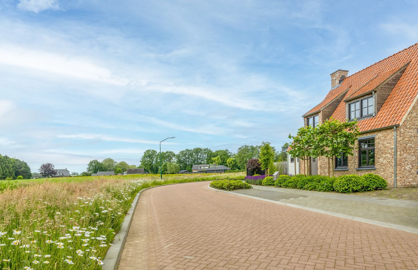 Foto 1 van Korenbloem 17