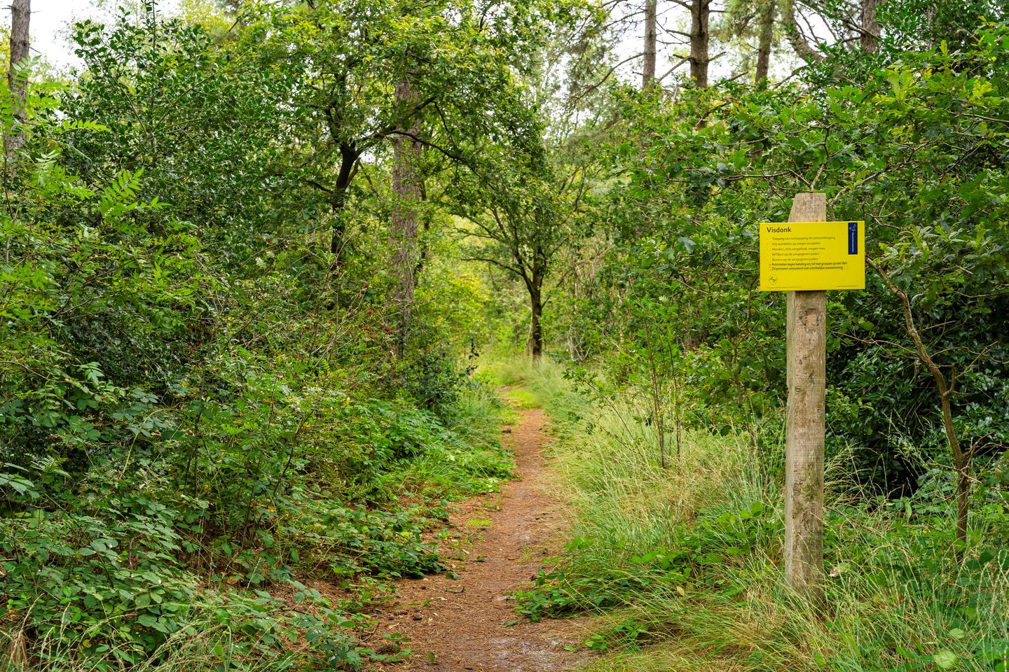 Nederheide 9-aa - Schijf - Afbeelding 7