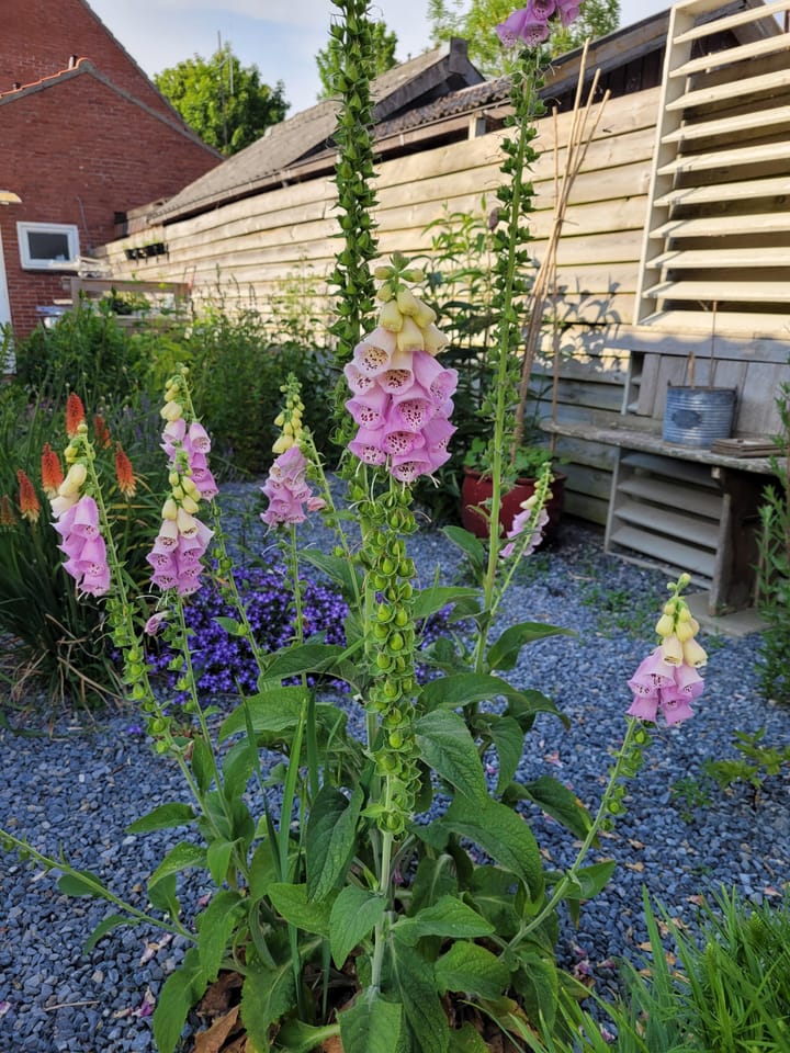 Foto 28 van Hoofdweg 266