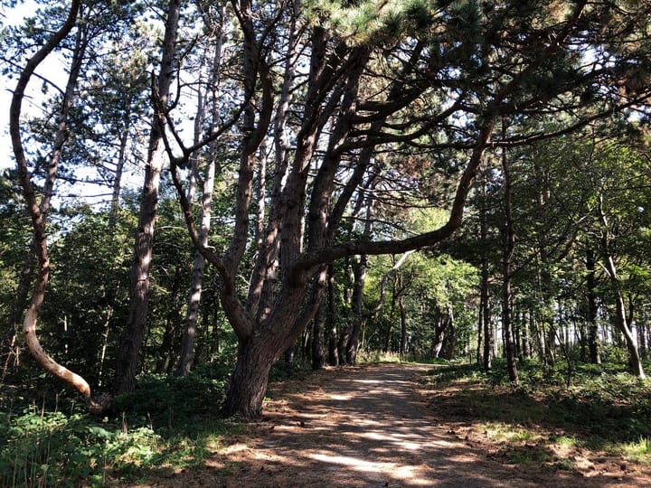 Photo 43 of Oostduinlaan 189