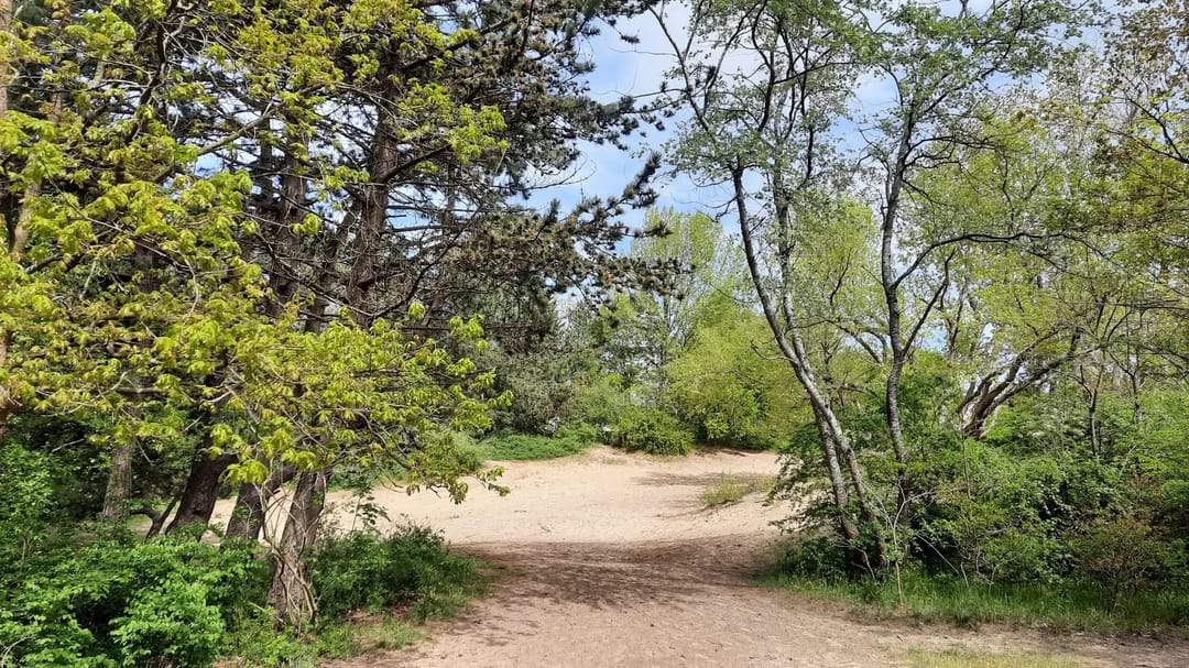 Foto 41 van Oostduinlaan 189