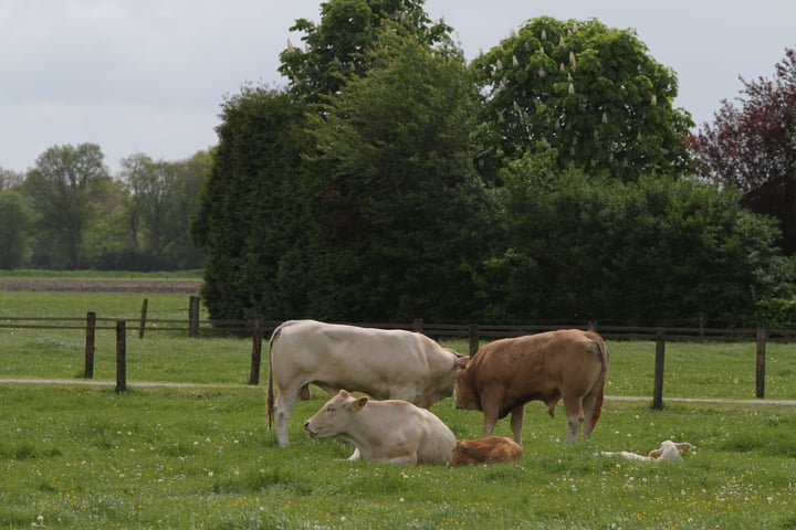 Bekijk foto 39 van Westerhuizingerweg 47