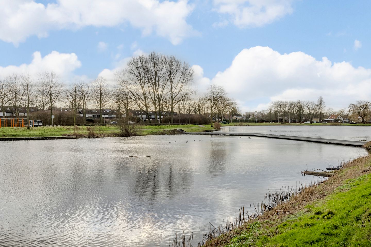 Foto 50 van Kokardebloem 83