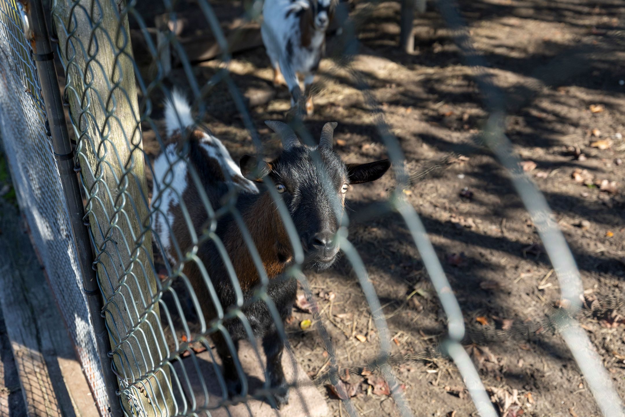 Foto 54 van Rijksstraatweg 46