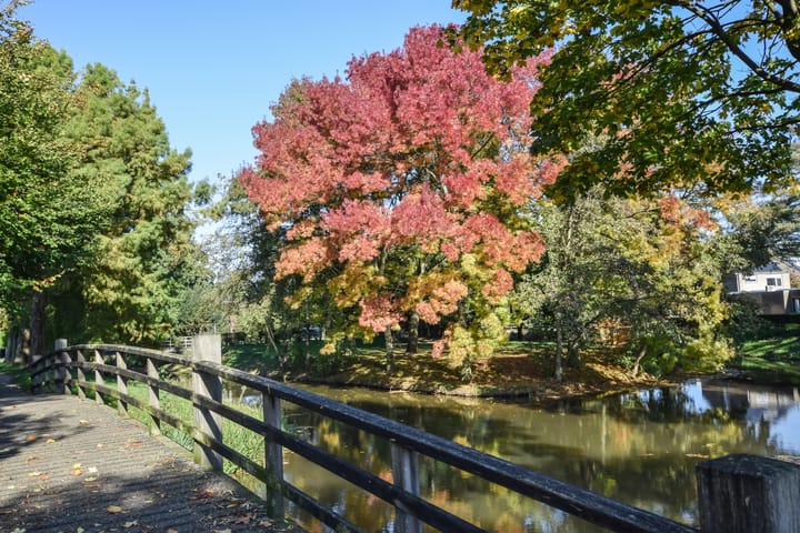 Foto 43 van Goudpiasterstraat 3