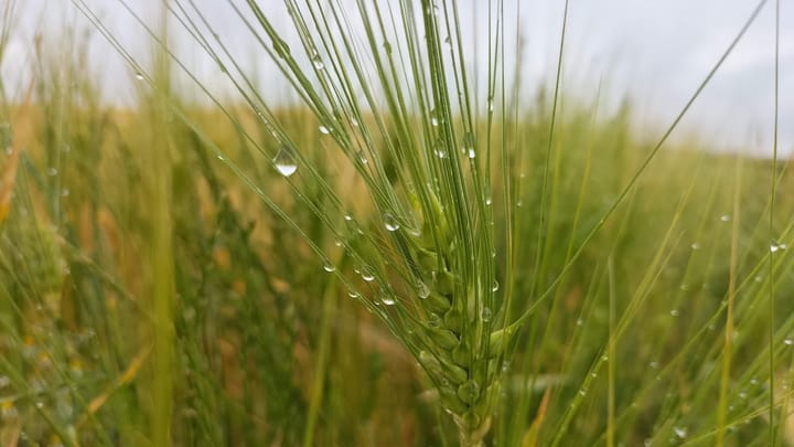 Foto 52 van Hoofdweg 84