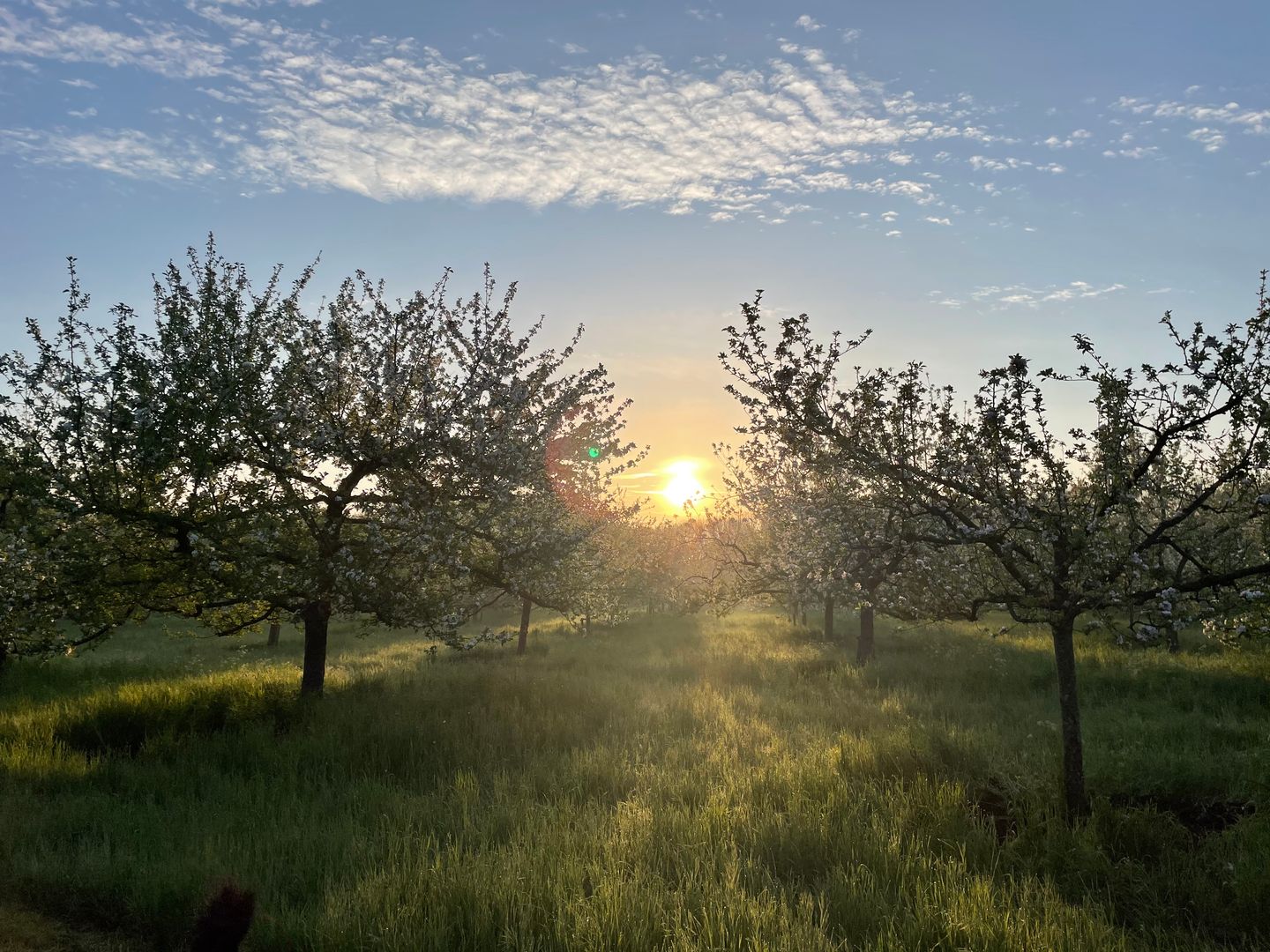 Foto 29 van Waaldijk 20