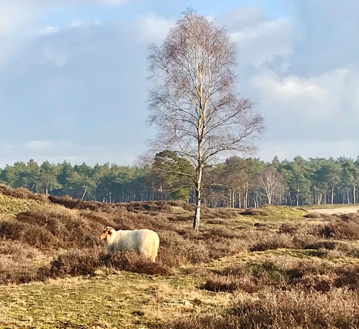 Photo 40 of Olympia 5