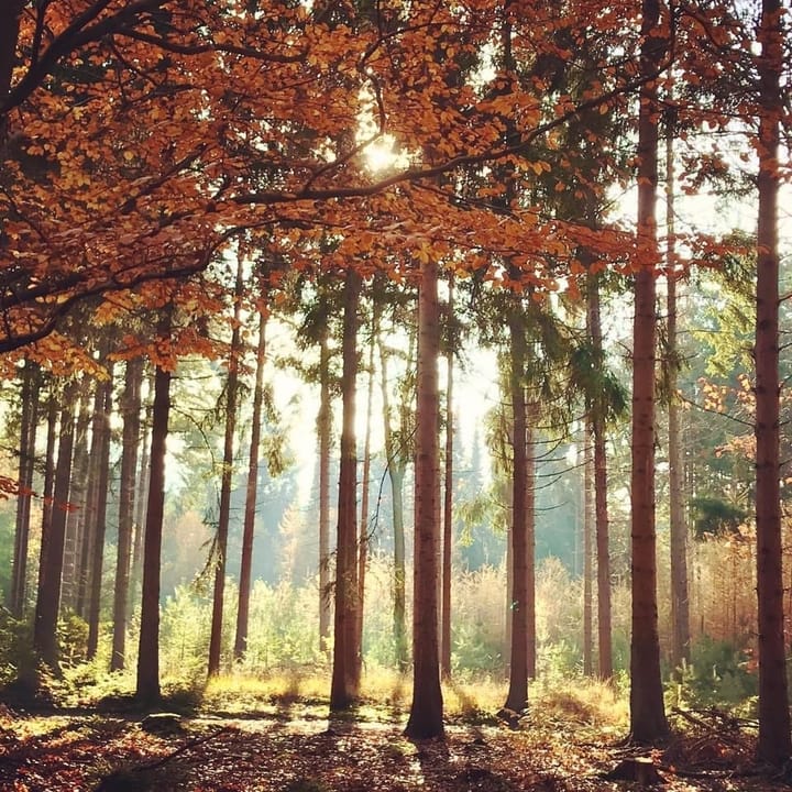 Photo 43 of Olympia 5