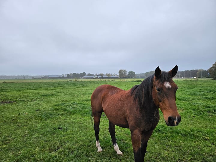Photo 5 of Deurneseweg kavel 1