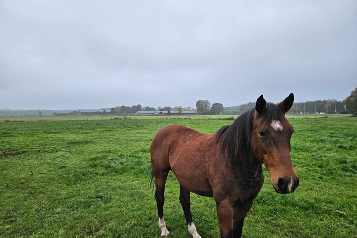Foto 5 van Deurneseweg kavel 1