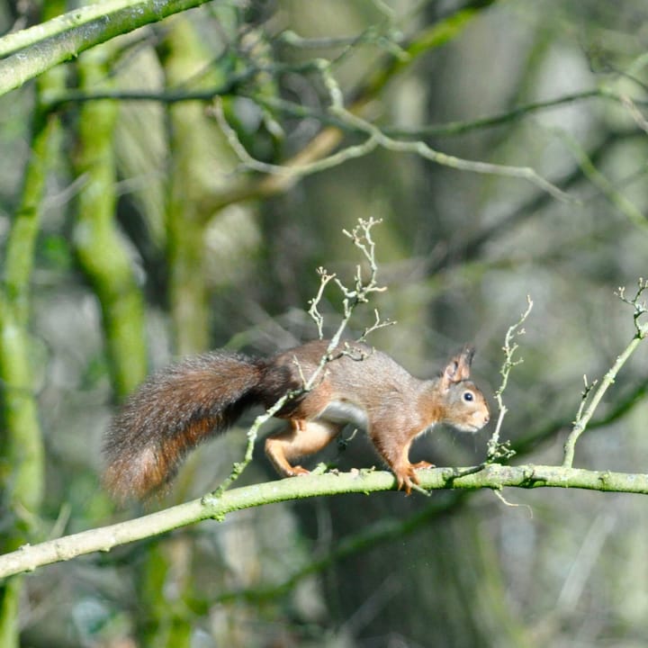 Foto 52 van Swammerdamstraat 22
