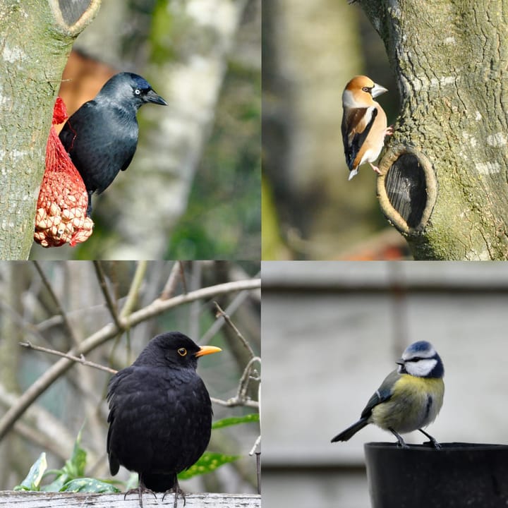 Foto 53 van Swammerdamstraat 22