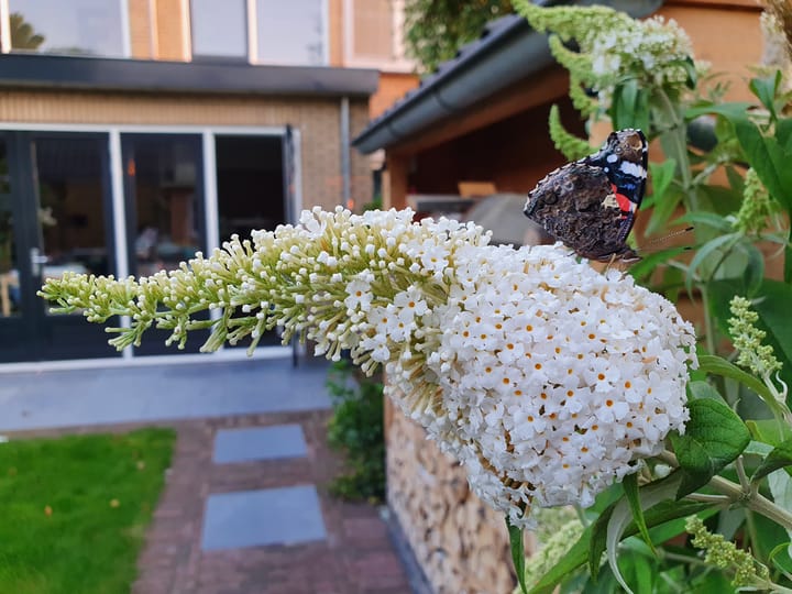 Foto 47 van Raadhuislaan 58