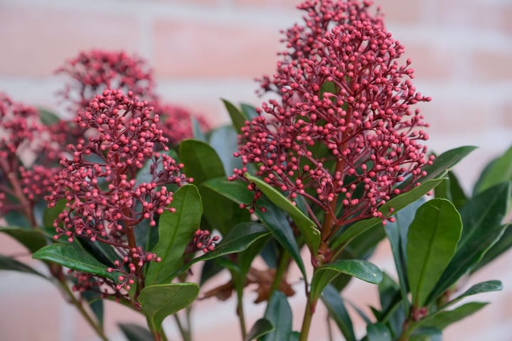 Foto 20 van De Karekiet 15