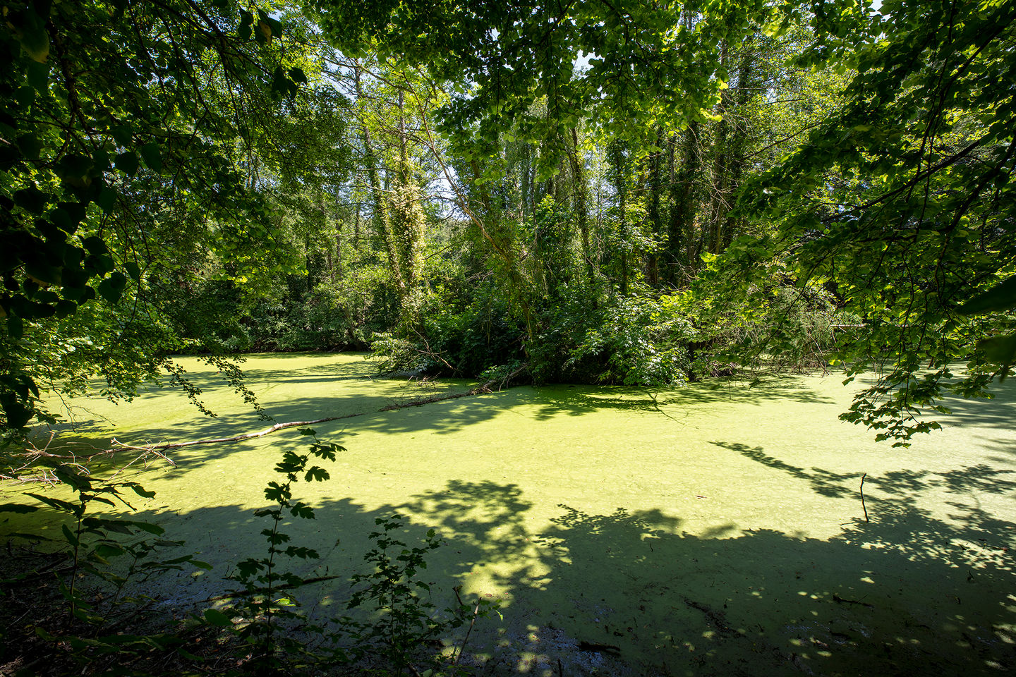 Foto 50 van Rouenhof 19