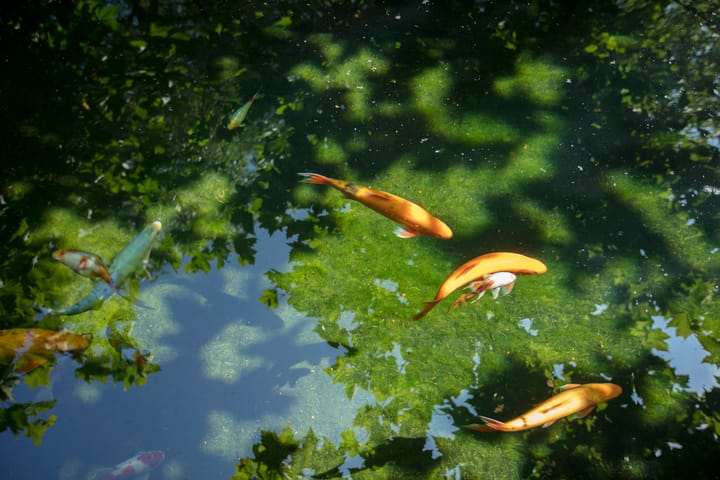 Foto 56 van Rijksstraatweg 154