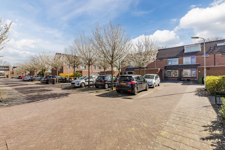 Photo 41 of Baardspringer 23