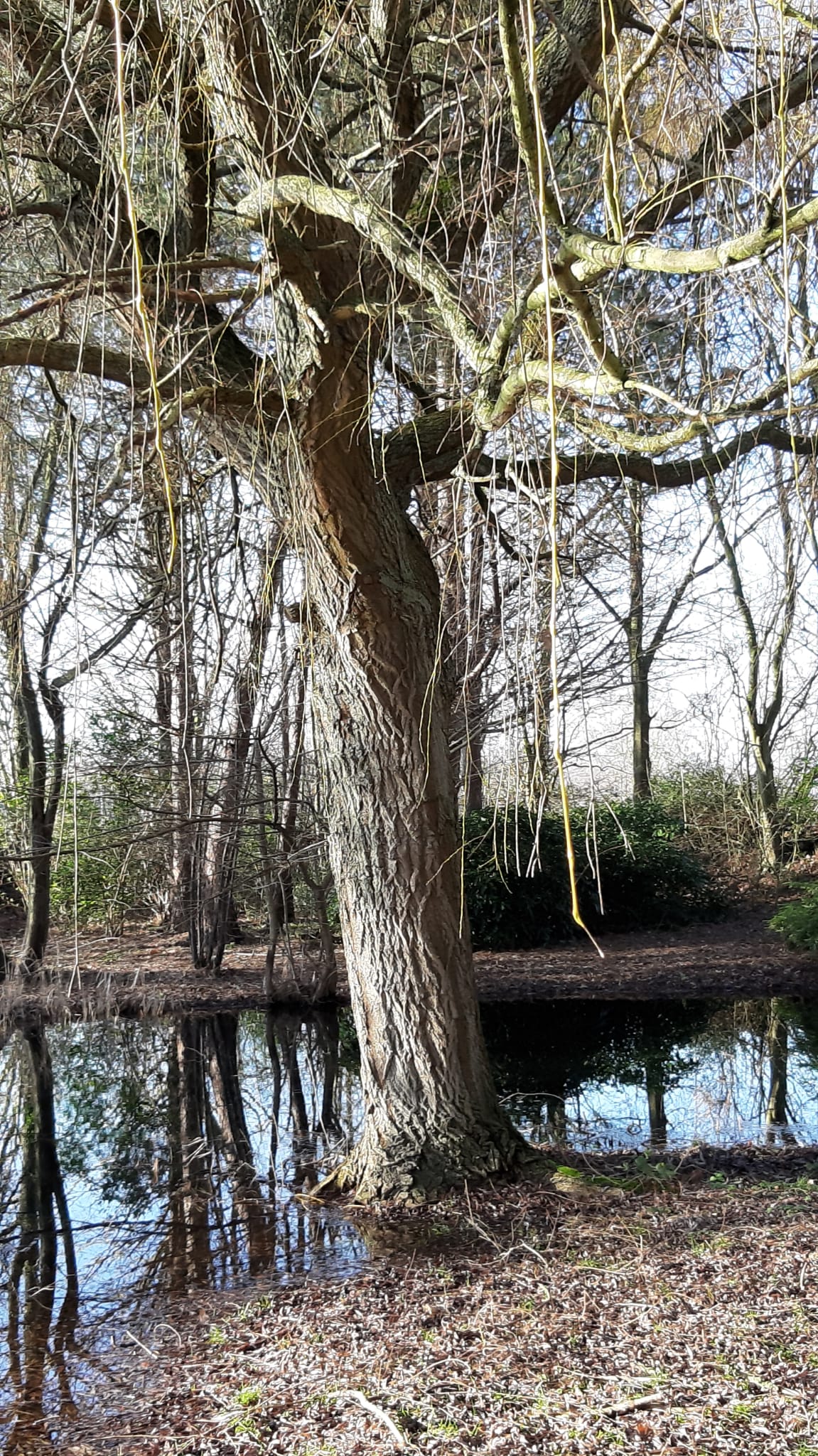 Foto 48 van Dijkweg 28