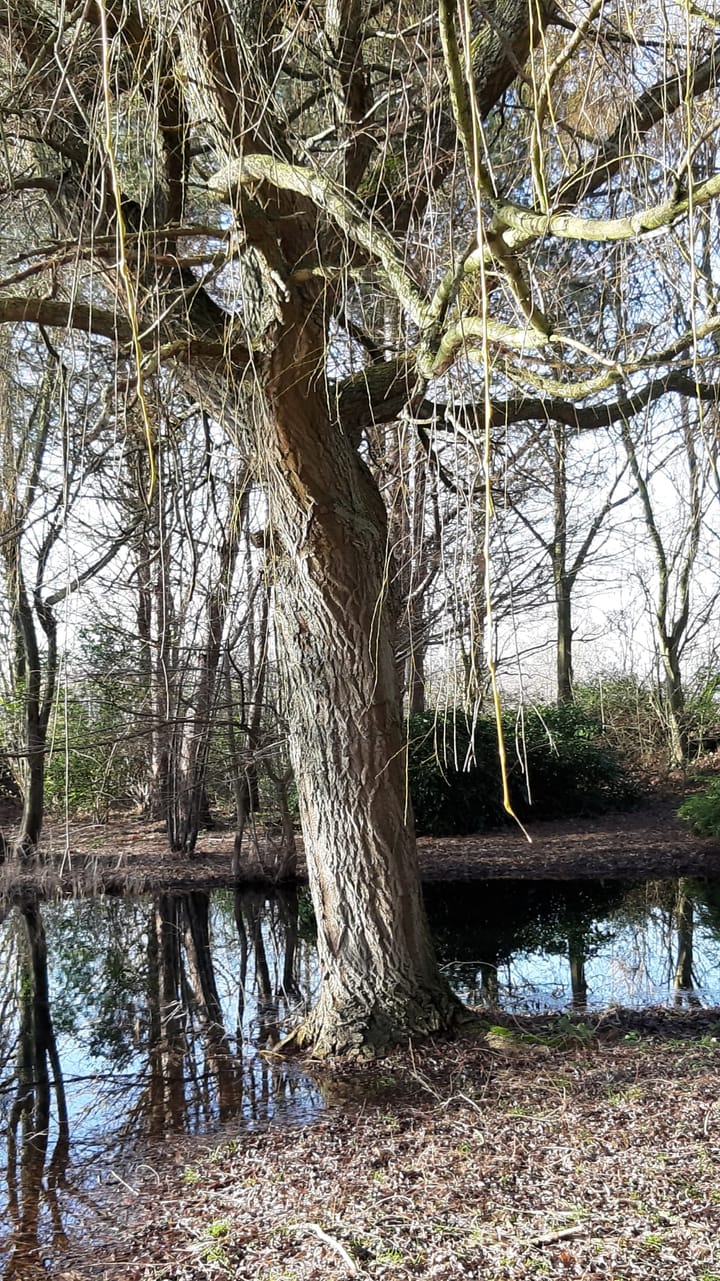 Foto 48 van Dijkweg 28