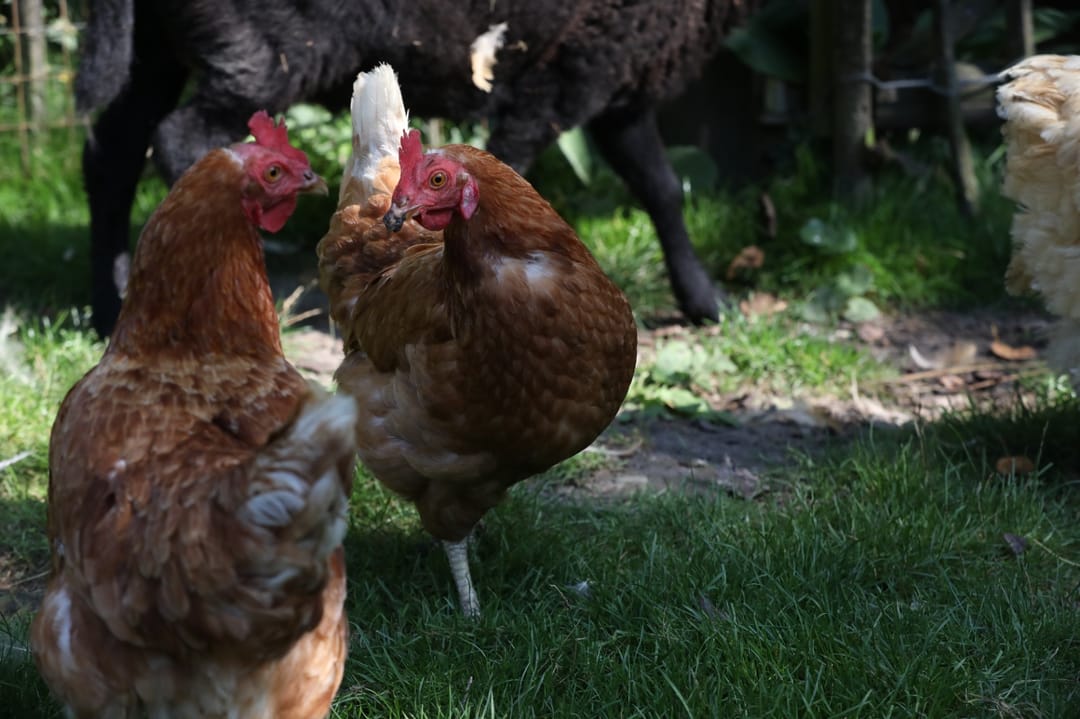 Photo 52 of Derde Weg 2