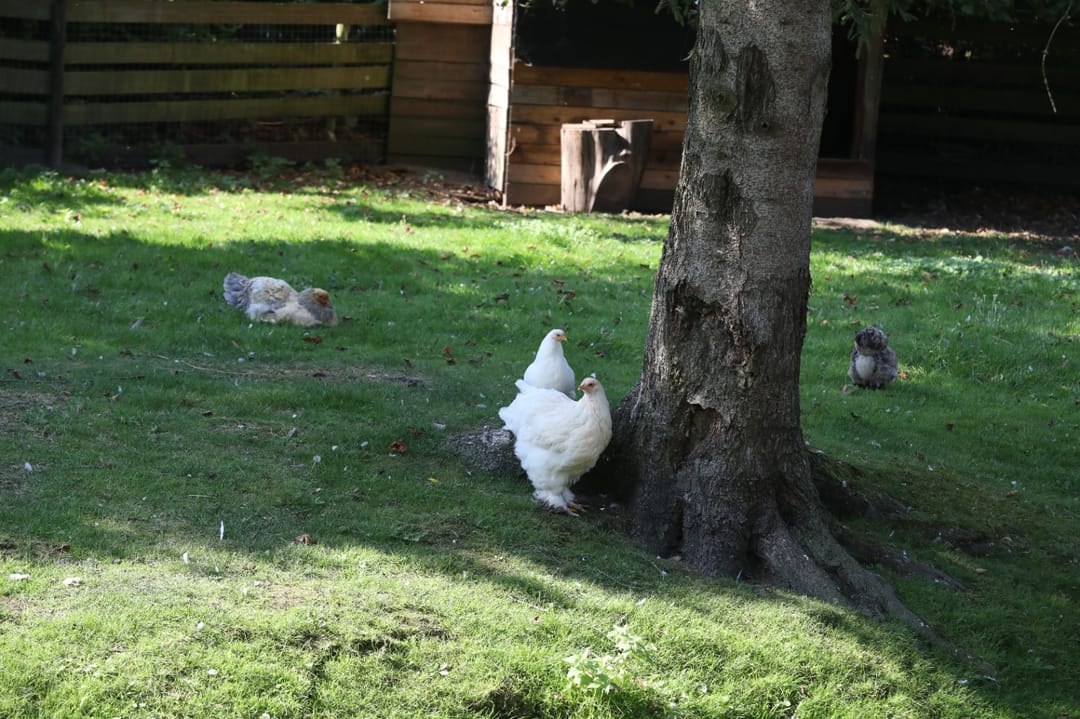 Photo 53 of Derde Weg 2