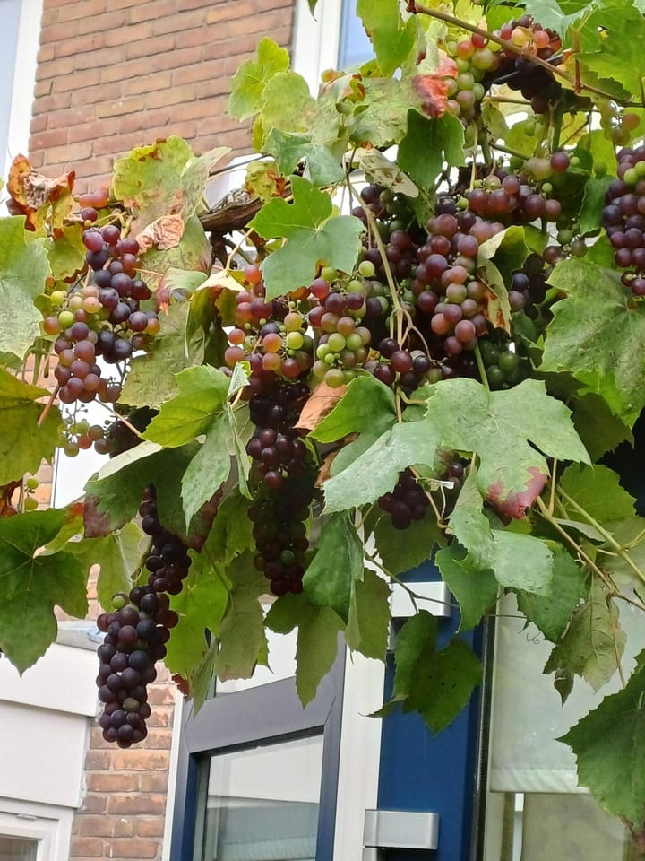 Foto 40 van Schoolstraat 16