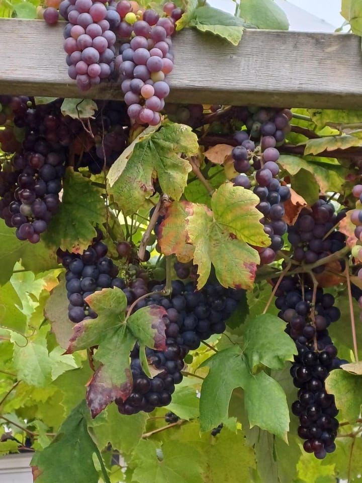 Foto 41 van Schoolstraat 16