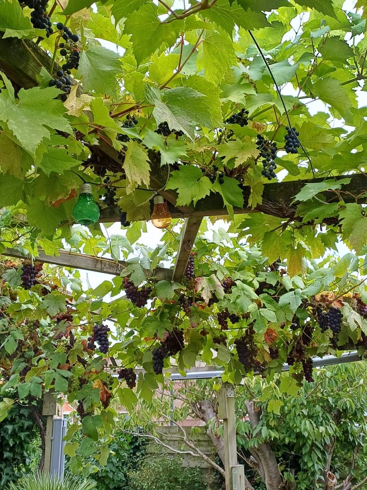 Foto 42 van Schoolstraat 16