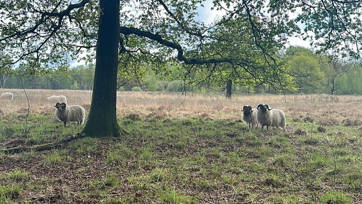 Foto 53 van Beulekampersteeg 55